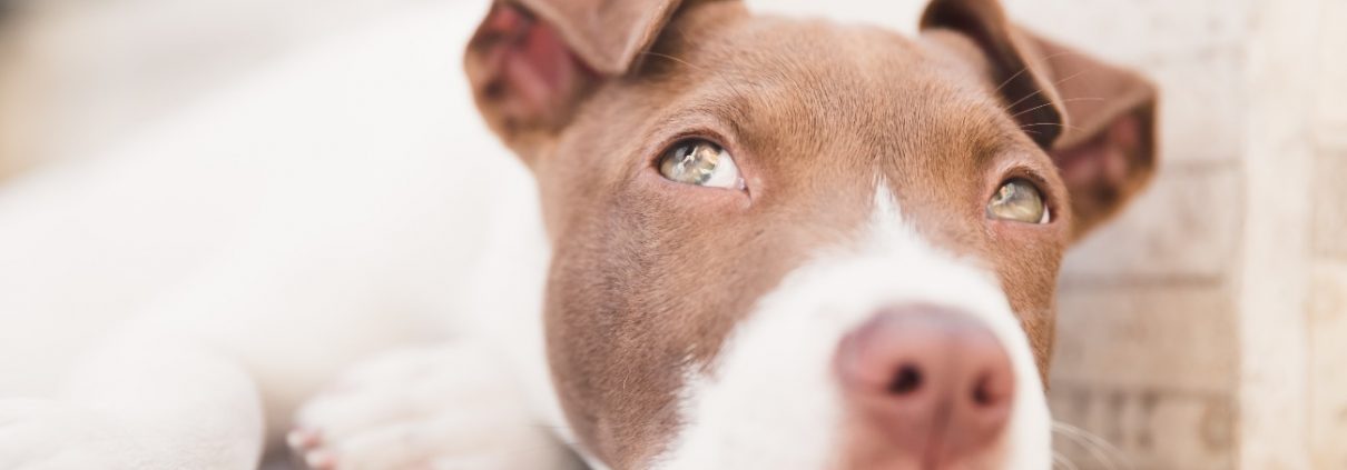 Ley PPP de perros potencialmente peligrosos