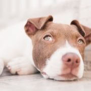 Ley PPP de perros potencialmente peligrosos
