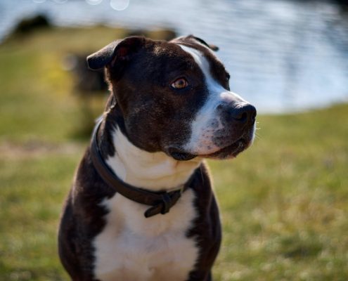American Staffordshire Terrier - Licencias PPP.