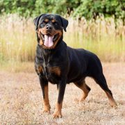 rotweiler licencia ppp