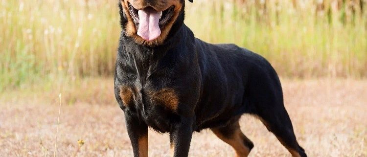 rotweiler licencia ppp