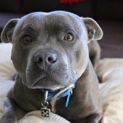 Staffy licencia ppp