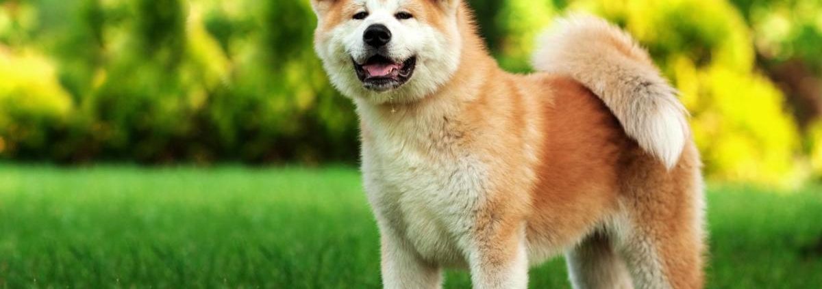 Akita Inu Licecncias ppp