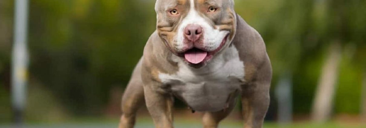 American Bully licencia ppp