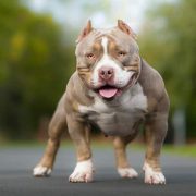 American Bully licencia ppp