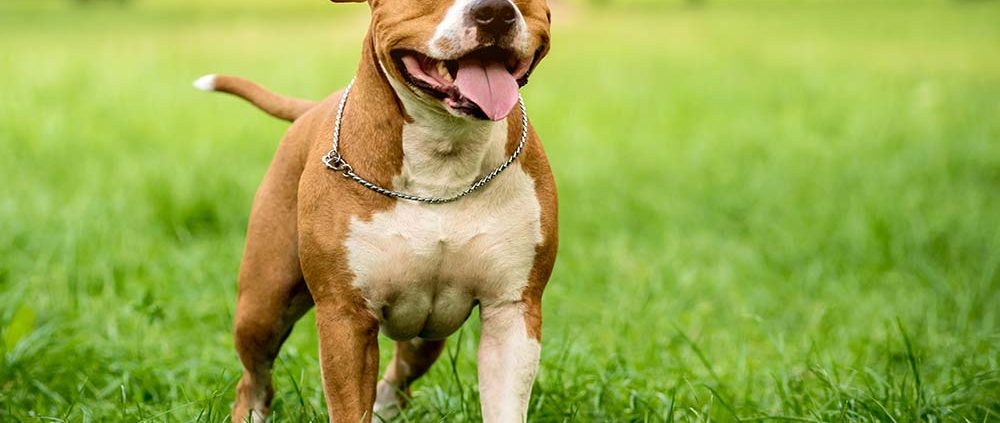 PitBull Licencias PPP